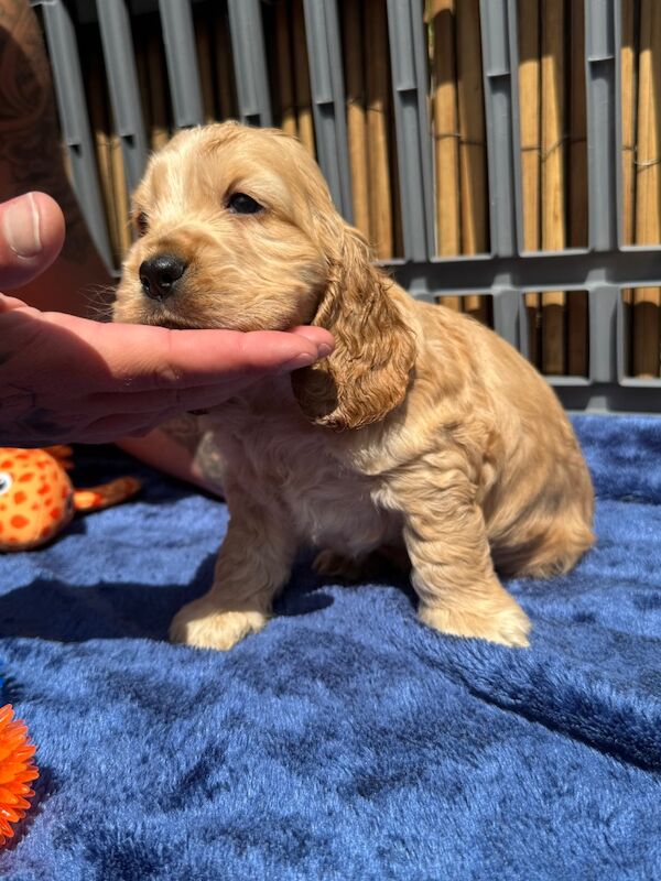 KC show cocker spaniel puppy's for sale in East Riding of Yorkshire - Image 8