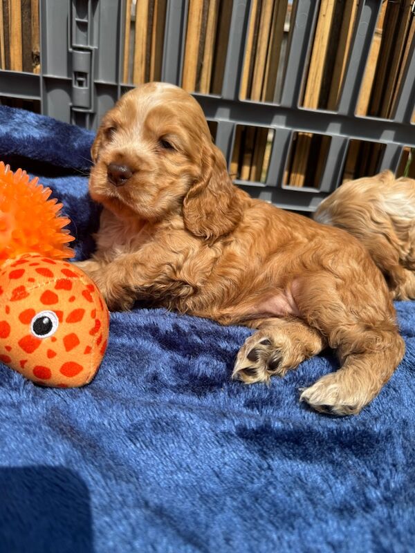 KC show cocker spaniel puppy's for sale in East Riding of Yorkshire - Image 9