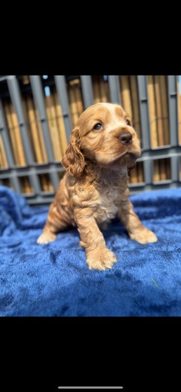 KC show cocker spaniel puppy's for sale in East Riding of Yorkshire - Image 11