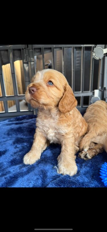 KC show cocker spaniel puppy's for sale in East Riding of Yorkshire - Image 12