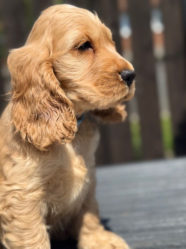 KC show cocker spaniel puppy's ready to leave now for sale in East Riding of Yorkshire