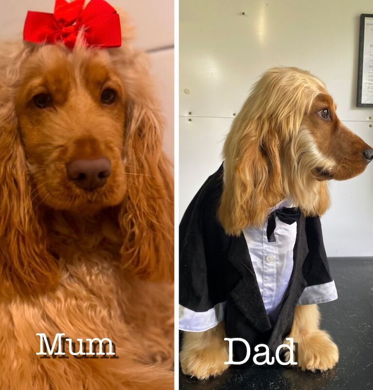 Cocker Spaniel puppies for sale in East Riding of Yorkshire – KC registered, 10 weeks old