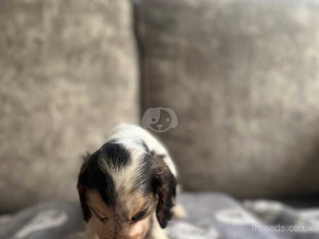 Cocker Spaniel puppies for sale in Swanley, Kent – 1 year old - Image 3 of 5