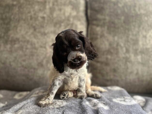 Cocker Spaniel puppies for sale in Swanley, Kent – 1 year old - Image 5 of 5