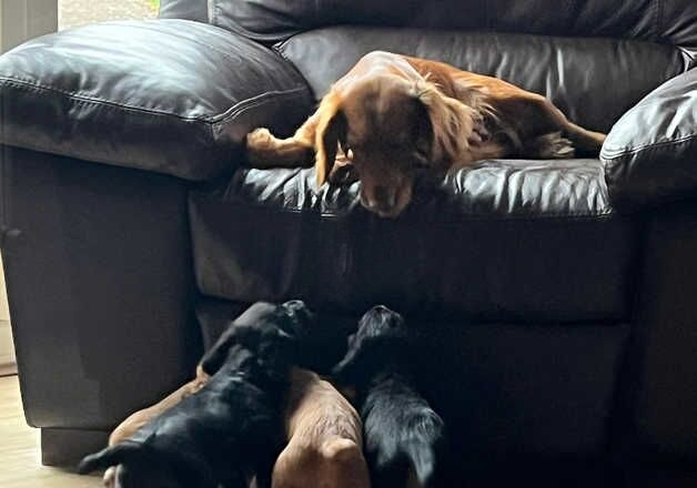 Cocker Spaniel puppies for sale in Salisbury, Wiltshire – 1 year old - Image 1 of 2