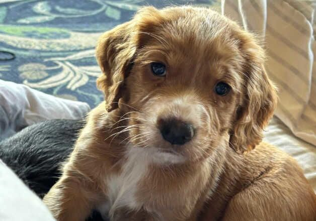 Cocker Spaniel puppies for sale in Salisbury, Wiltshire – 1 year old - Image 2 of 2