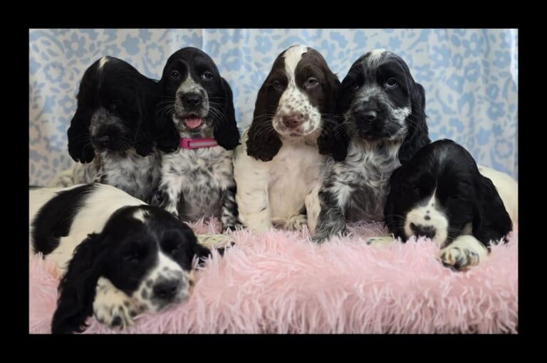 Cocker Spaniel puppies for sale in Newry, County Armagh – KC registered, 9 weeks old