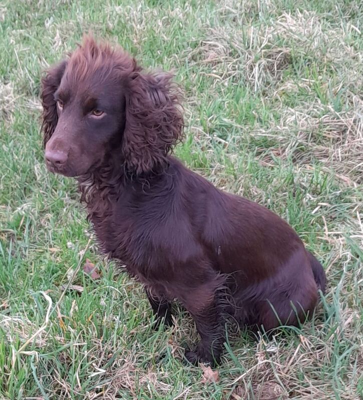 Cocker Spaniel puppies for sale in Shaftesbury, Dorset – KC registered, 1 week old