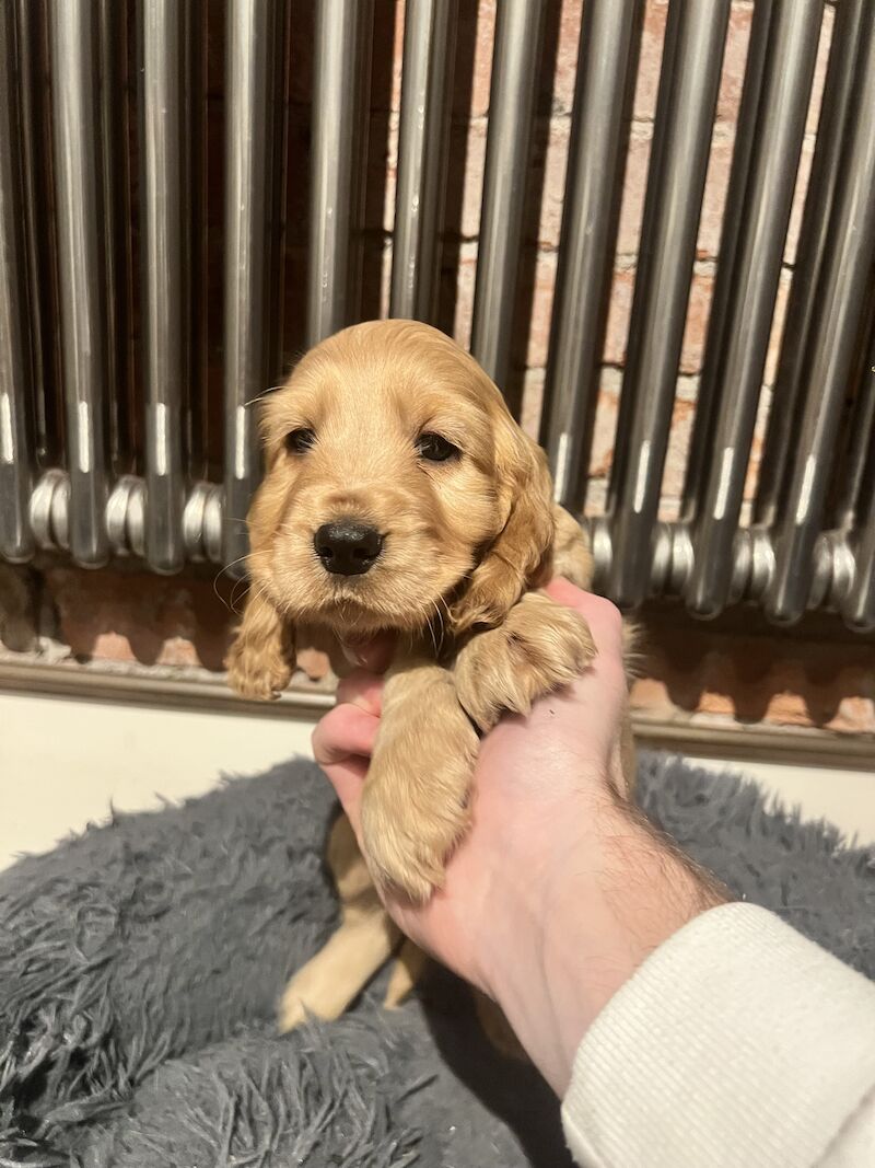 Ready now - Kennel Club Registered Show Type Cocker Spaniel Puppies for sale in Pembrokeshire - Image 9