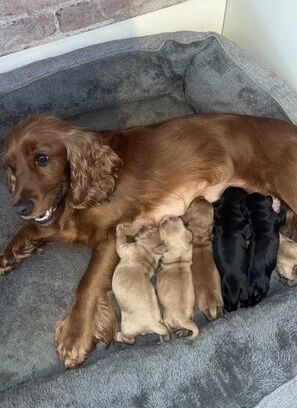 Ready now - Kennel Club Registered Show Type Cocker Spaniel Puppies for sale in Pembrokeshire - Image 15