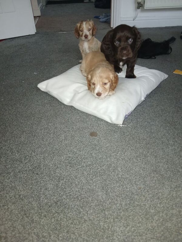 Cocker Spaniel puppies for sale in Newton Aycliffe, Durham – 8 weeks old