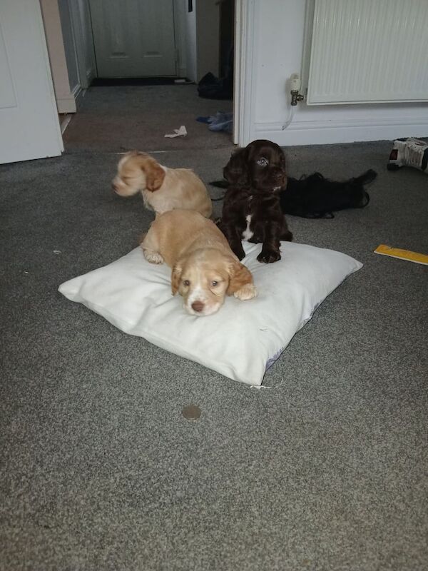 Cocker Spaniel puppies for sale in Newton Aycliffe, Durham – 8 weeks old - Image 2 of 3