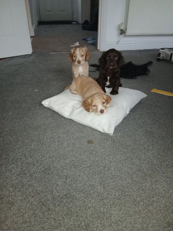 Cocker Spaniel puppies for sale in Newton Aycliffe, Durham – 8 weeks old - Image 3 of 3