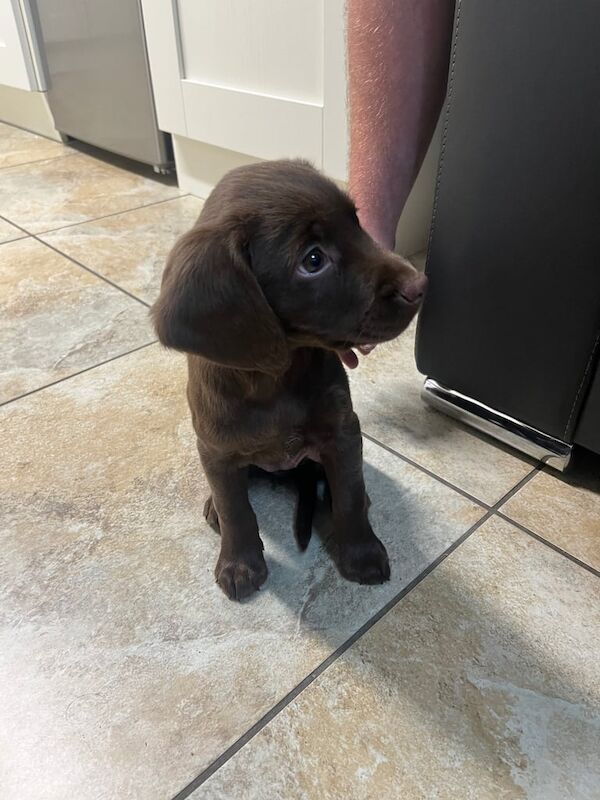 Labrador x cocker spaniel pup - Image 2 of 3