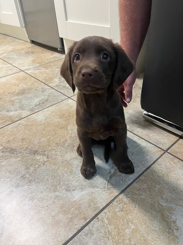 Labrador x cocker spaniel pup - Image 3 of 3