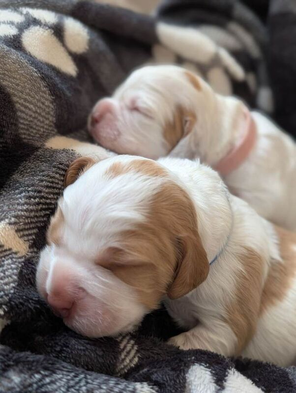 Last 2 sprocker puppies 1 boy 1 girl left available