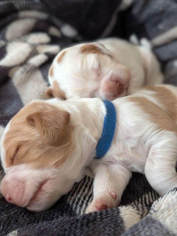 Last 2 sprocker puppies 1 boy 1 girl left available - Image 2 of 4