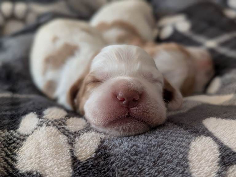 Last 2 sprocker puppies 1 boy 1 girl left available - Image 3 of 4