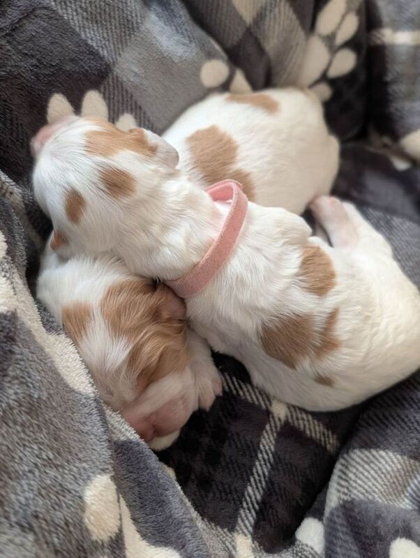 Last 2 sprocker puppies 1 boy 1 girl left available - Image 4 of 4