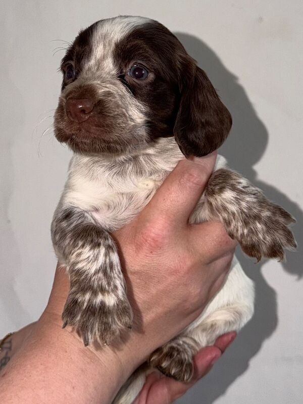 Last female cocker spaniel