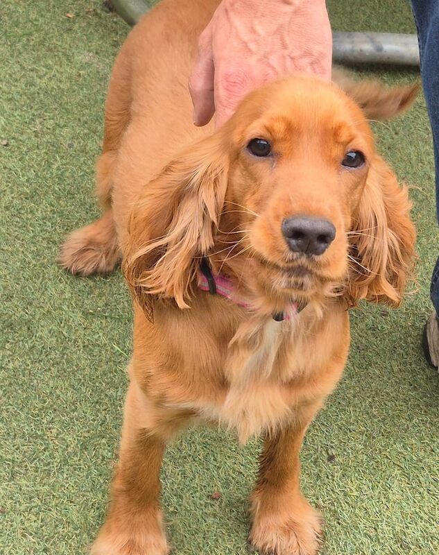 Cocker Spaniel puppies for sale in Coalisland, County Tyrone – 9 months old