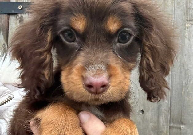 Cocker Spaniel puppies for sale in Wisbech, Cambridgeshire – 1 year old - Image 1 of 5