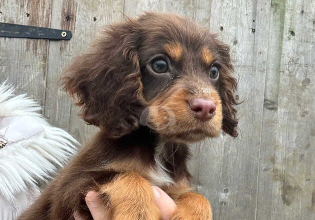 Cocker Spaniel puppies for sale in Wisbech, Cambridgeshire – 1 year old - Image 2 of 5