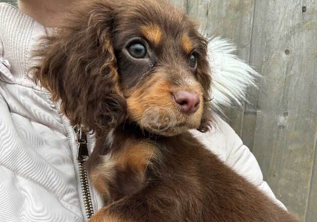 Cocker Spaniel puppies for sale in Wisbech, Cambridgeshire – 1 year old - Image 3 of 5