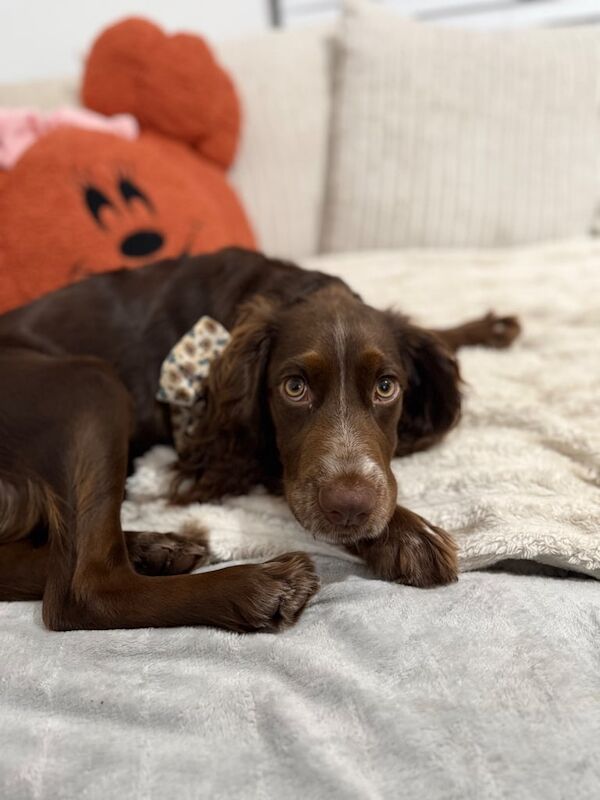 Cocker Spaniel puppies for sale in Houghton-le-Spring, Tyne and Wear – 5 months old