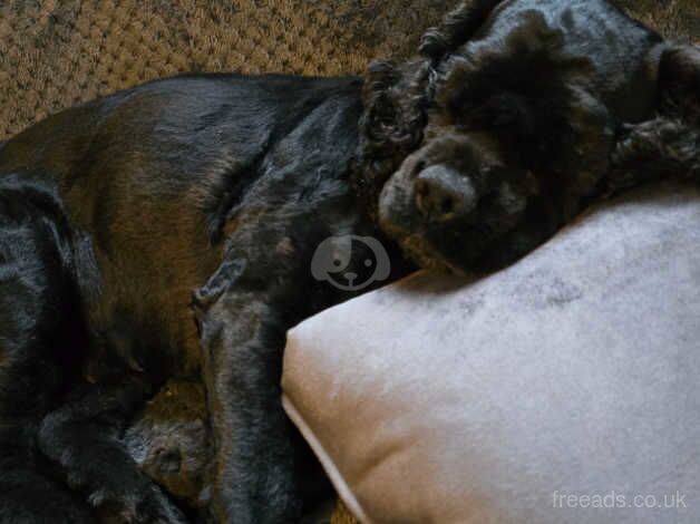 Looking for a 5* home for this special girl for sale in Gloucester, Gloucestershire - Image 1