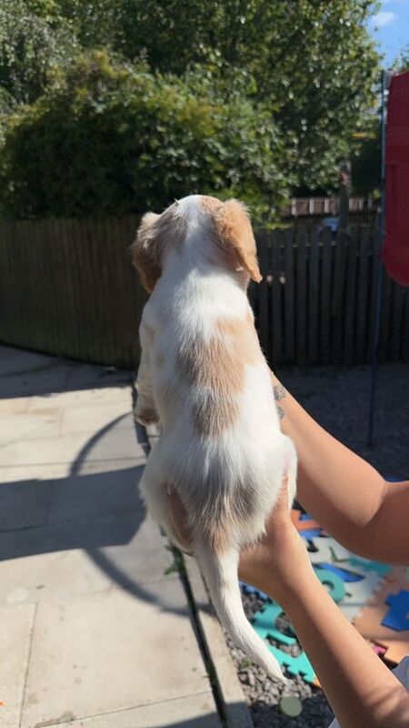 Looking for a forever home for my puppy for sale in Ashton-under-Lyne, Greater Manchester
