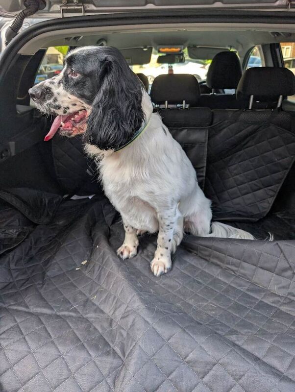 Cocker Spaniel Puppies For Sale Under £1,000