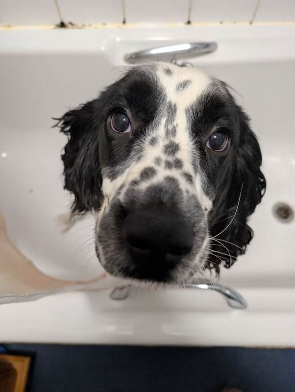 Looking for a new home READ description - Image 2 of 6