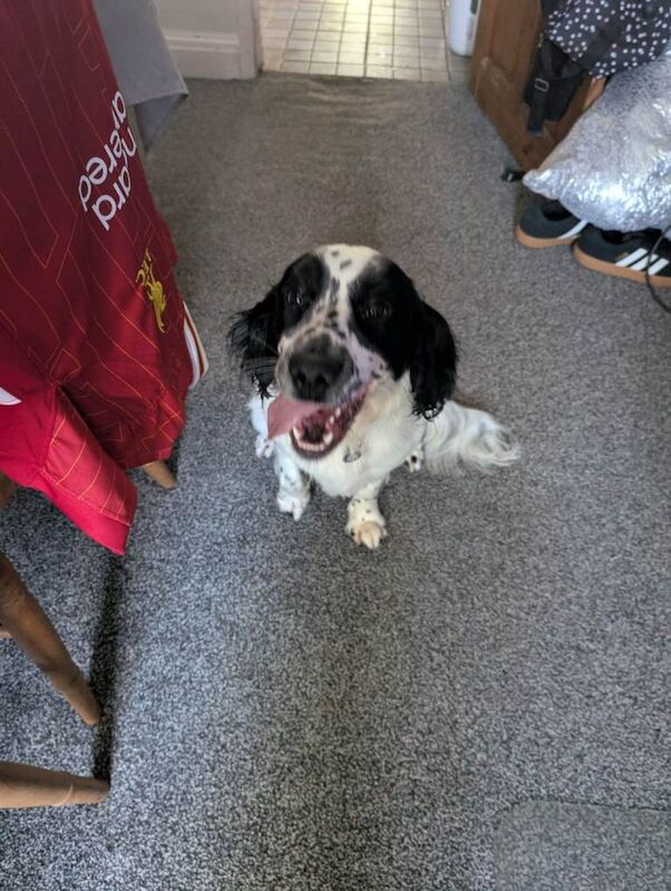 Looking for a new home READ description - Image 3 of 6