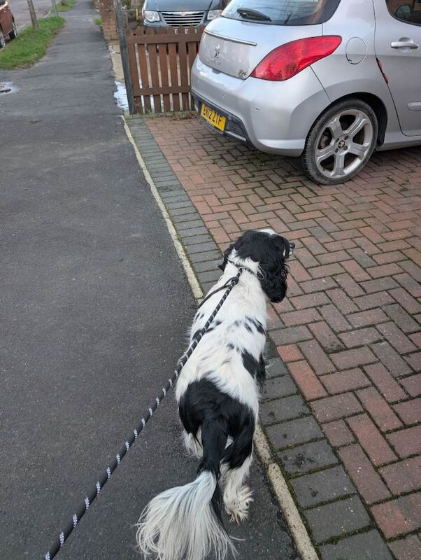 Looking for a new home READ description - Image 4 of 6