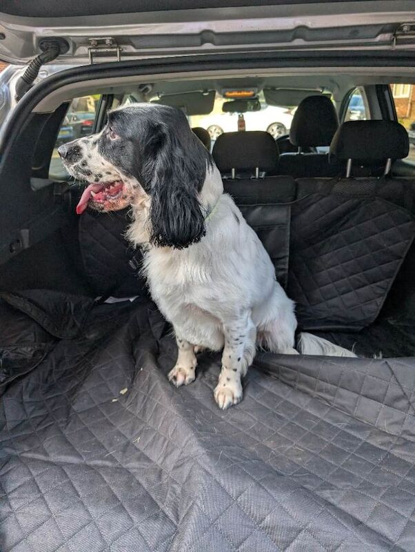 Looking for a new home READ description - Image 6 of 6