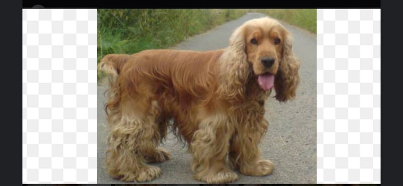 Looking for golden show type cocker spaniel. for sale in Prenton, Merseyside
