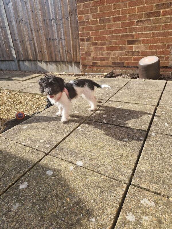 Lovely 5 month old Sprocker puppy - Image 2 of 4