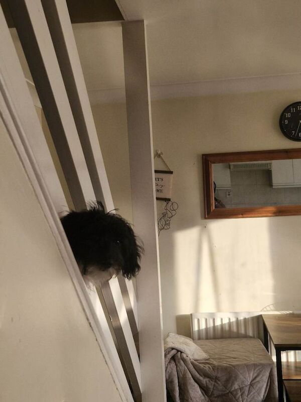 Lovely 5 month old Sprocker puppy - Image 3 of 4