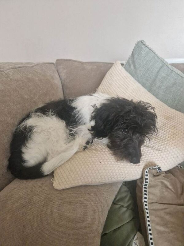 Lovely 5 month old Sprocker puppy - Image 4 of 4