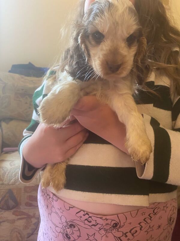 Cocker Spaniel puppies for sale in Norwich, Norfolk – KC registered, 7 weeks old