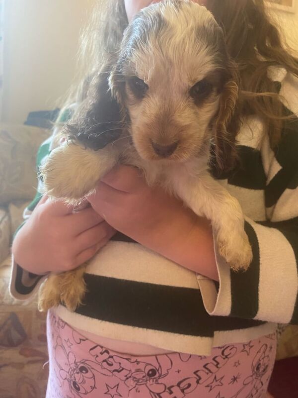 Cocker Spaniel puppies for sale in Norwich, Norfolk – KC registered, 7 weeks old - Image 2 of 3