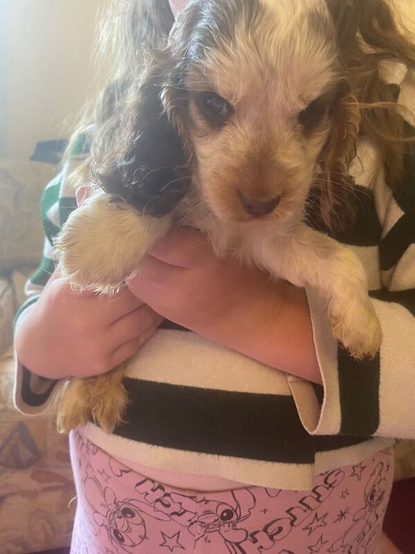 Cocker Spaniel puppies for sale in Norwich, Norfolk – KC registered, 7 weeks old - Image 3 of 3