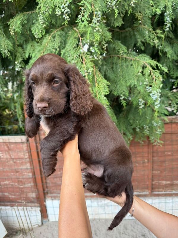 Lovely Cocker Spaniel boy with Green Eyes in Exeter - Image 2 of 4