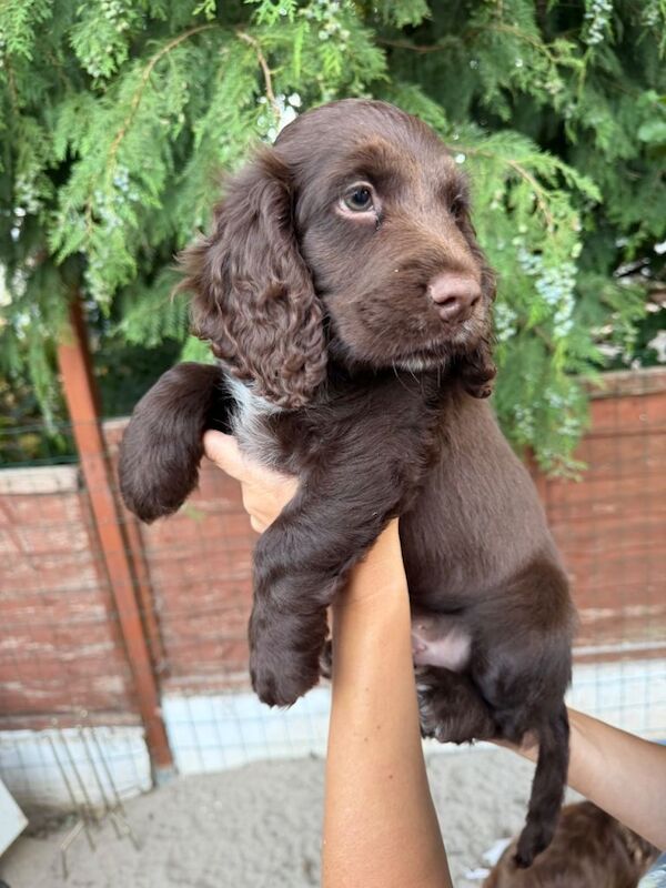 Lovely Cocker Spaniel boy with Green Eyes in Exeter - Image 3 of 4