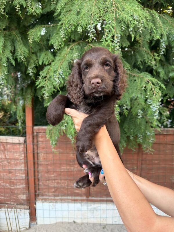 Lovely Cocker Spaniel boy with Green Eyes in Exeter - Image 4 of 4