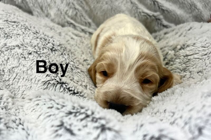 Lovely colour spaniels boys available 