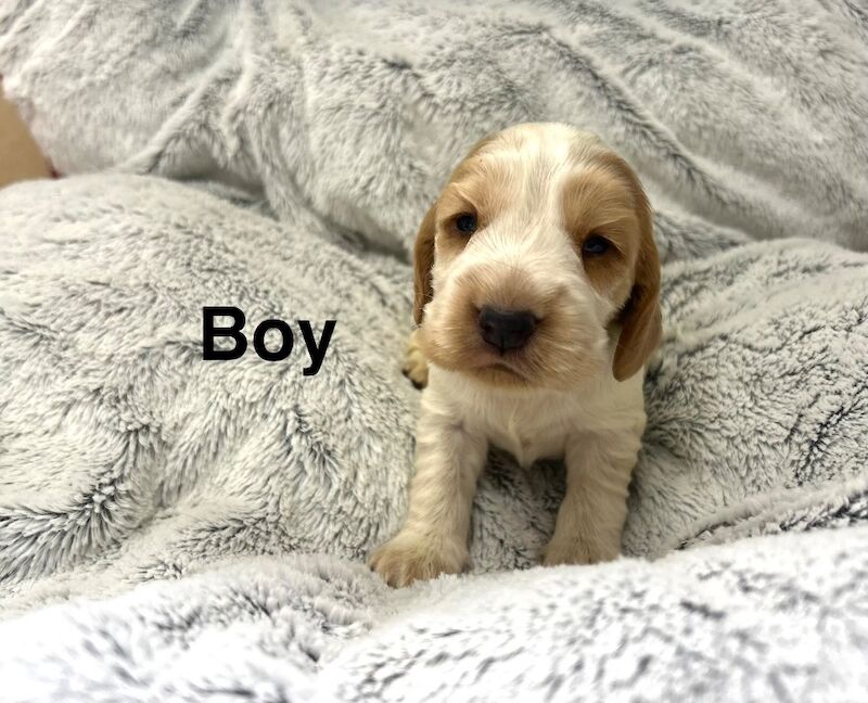 Lovely colour spaniels boys available - Image 2 of 3