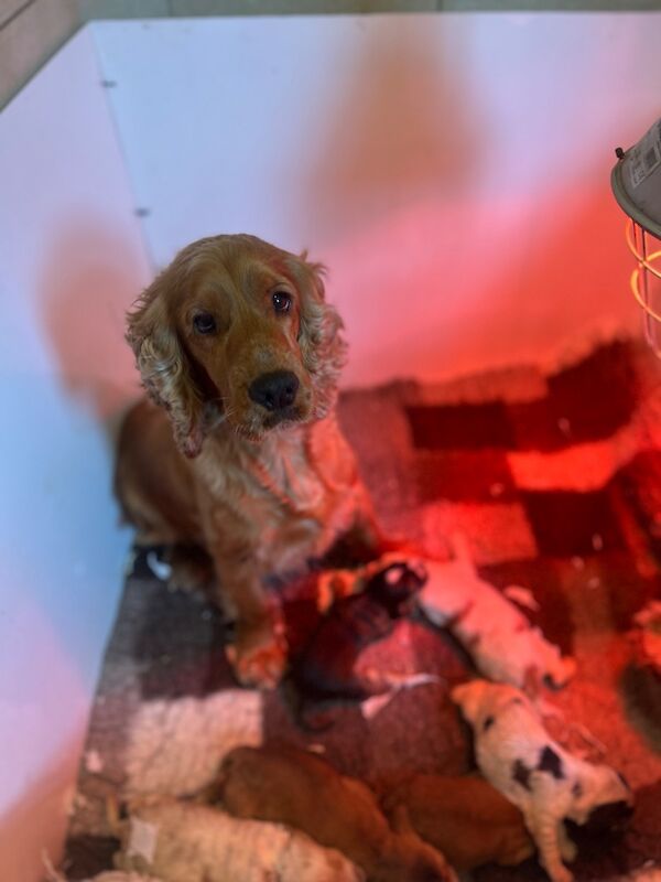 Lovely colour spaniels boys available - Image 3 of 3