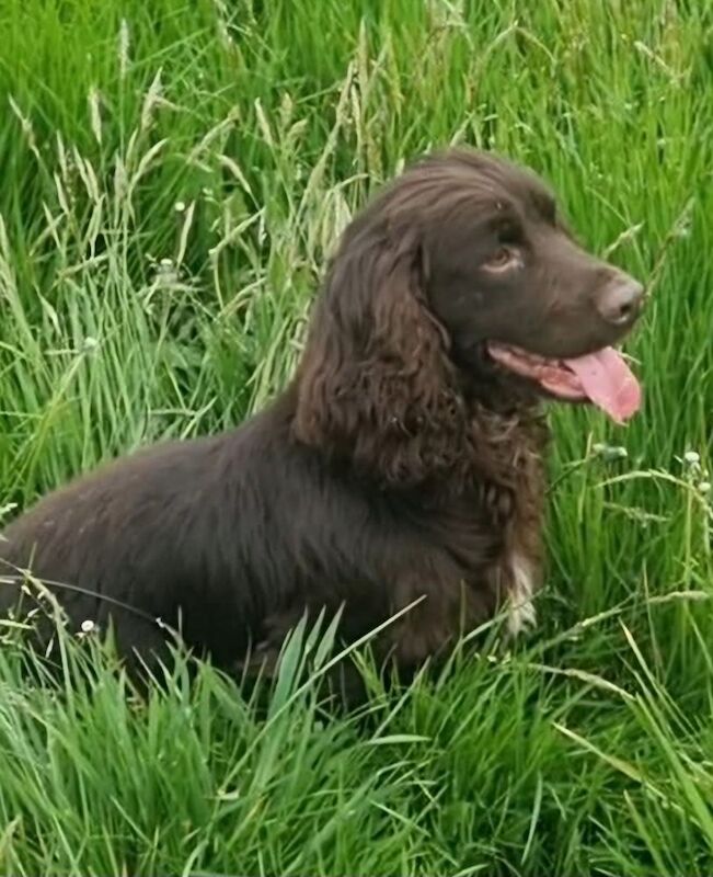 Cocker Spaniel puppies for sale in Lambourn, Berkshire – 12 months old